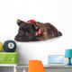 Sad Cairn Terrier Puppy Lying down 