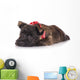 Sad Cairn Terrier Puppy Lying down 