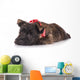 Sad Cairn Terrier Puppy Lying down 