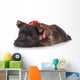 Sad Cairn Terrier Puppy Lying down 