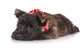 Sad Cairn Terrier Puppy Lying down 