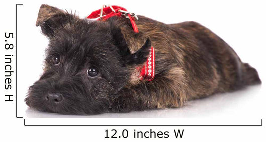 Sad Cairn Terrier Puppy Lying down 