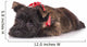 Sad Cairn Terrier Puppy Lying down 