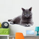 Green eyed Maltese cat also known as the British Blue 