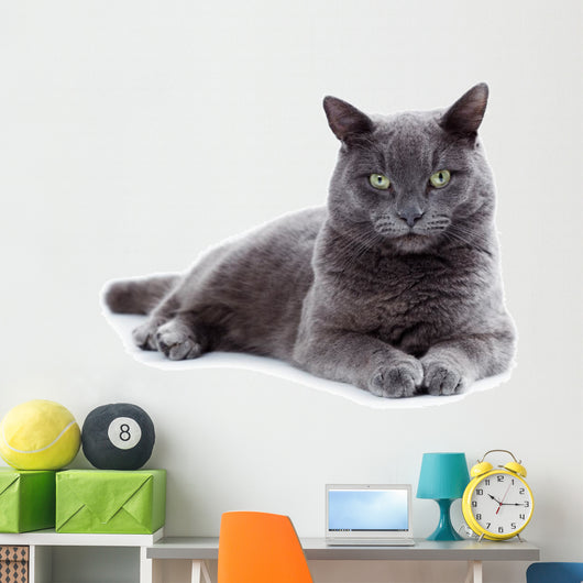 Green eyed Maltese cat also known as the British Blue 