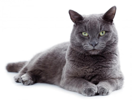 Green eyed Maltese cat also known as the British Blue 