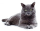 Green eyed Maltese cat also known as the British Blue 