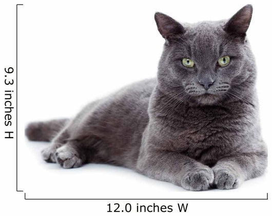 Green eyed Maltese cat also known as the British Blue 