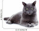 Green eyed Maltese cat also known as the British Blue 