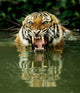Bengal Tiger Wall Decal