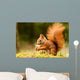 Squirrel With Nut 