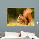 Squirrel With Nut 