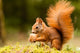 Squirrel With Nut 