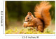 Squirrel With Nut 