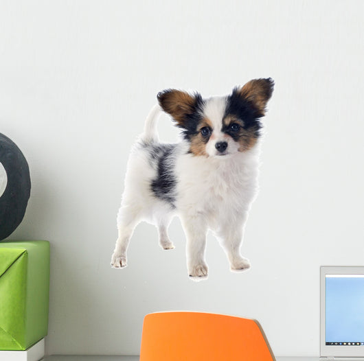 Papillon Puppy 