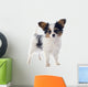 Papillon Puppy 