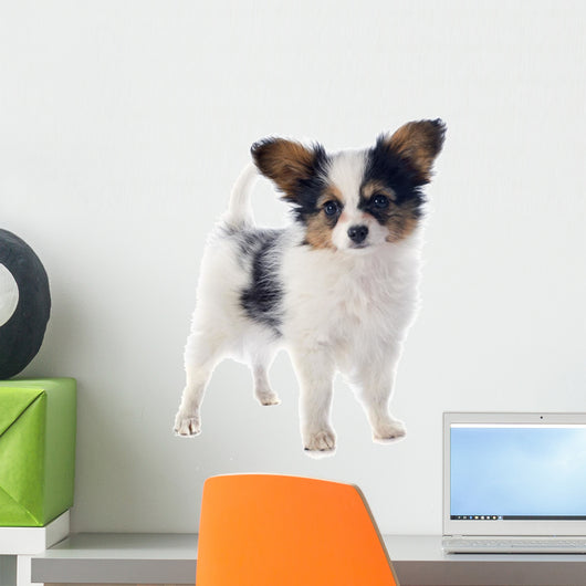 Papillon Puppy 