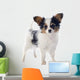 Papillon Puppy 