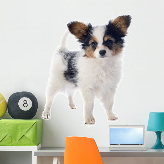 Papillon Puppy 