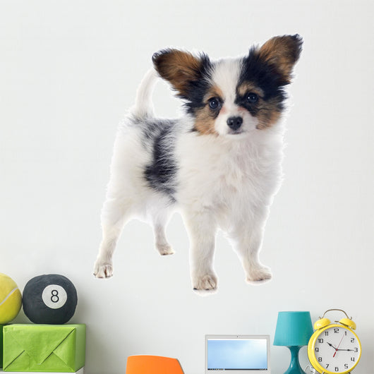 Papillon Puppy 