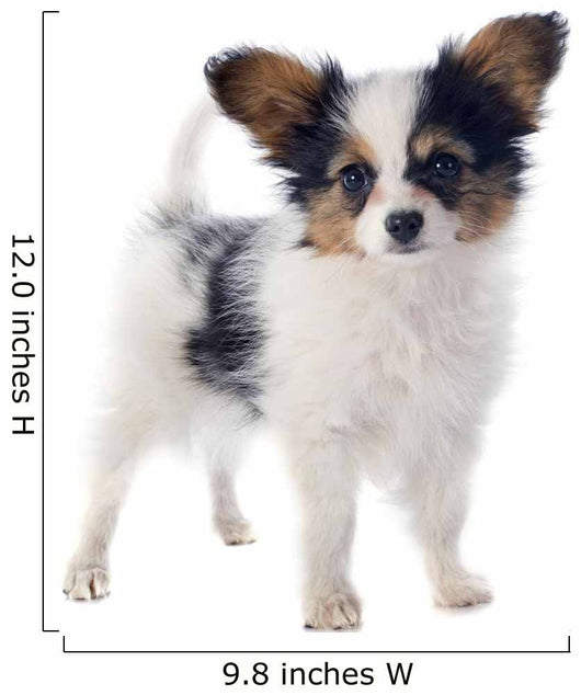Papillon Puppy 