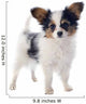 Papillon Puppy 