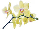 isolated fine lemon yellow orchids on branch Wall Decal