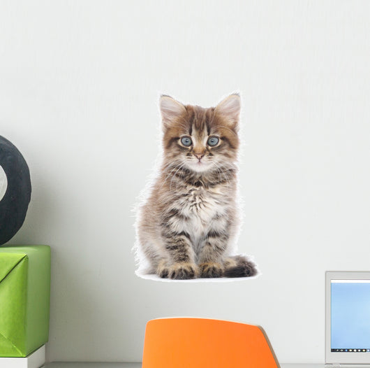 Kitten on a White Background 