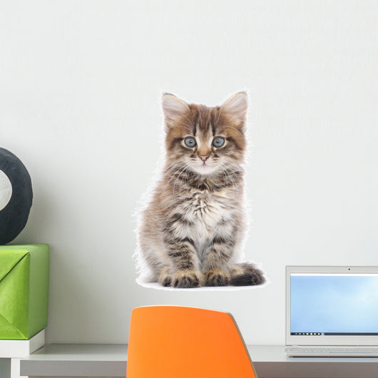 Kitten on a White Background 