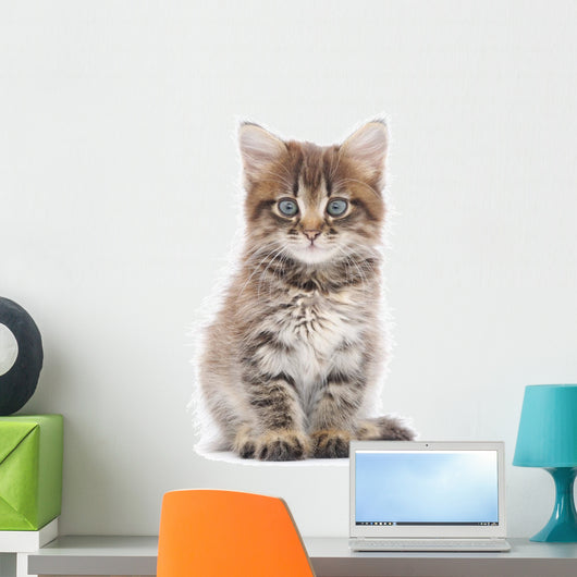 Kitten on a White Background 