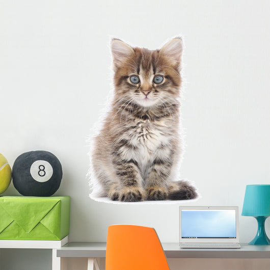 Kitten on a White Background 