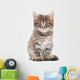 Kitten on a White Background 