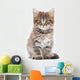 Kitten on a White Background 