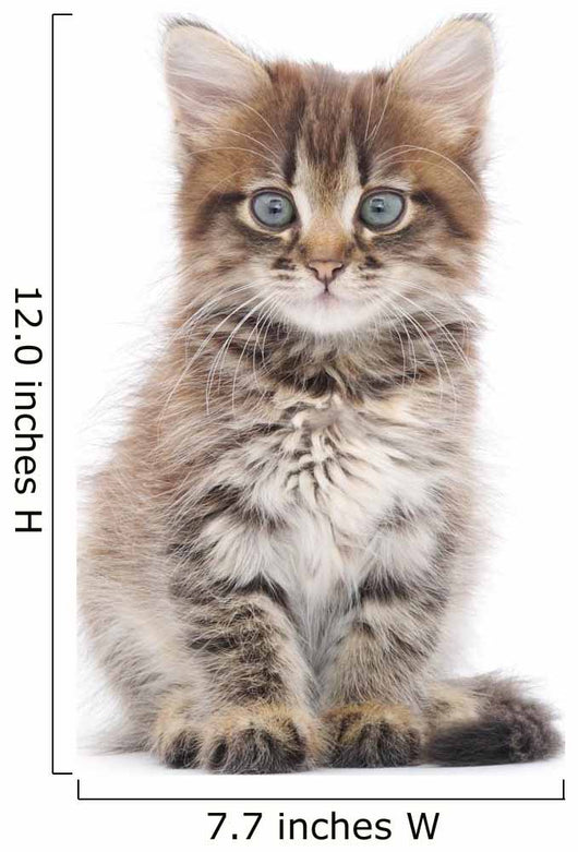 Kitten on a White Background 