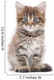 Kitten on a White Background 