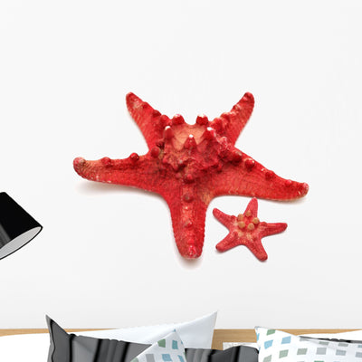 Red Sea Star shown on a wall