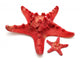 Red Sea Star 