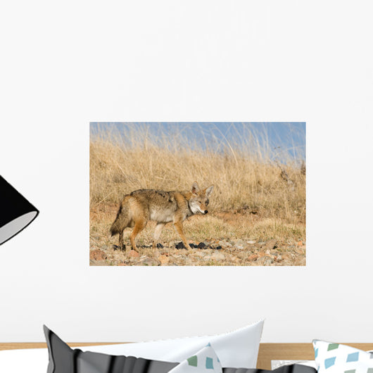 Prarie Coyote Wall Mural
