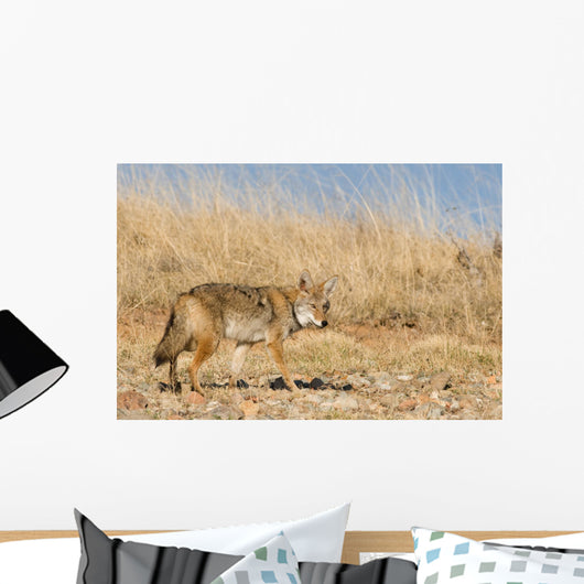 Prarie Coyote Wall Mural