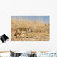 Prarie Coyote Wall Mural