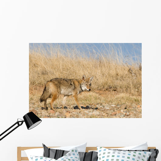 Prarie Coyote Wall Mural