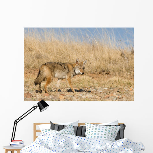 Prarie Coyote Wall Mural