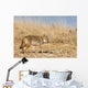 Prarie Coyote Wall Mural
