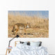 Prarie Coyote Wall Mural