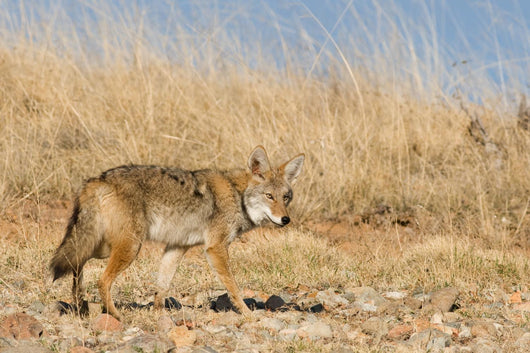 Prarie Coyote Wall Mural
