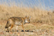Prarie Coyote Wall Mural