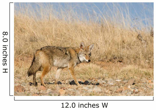 Prarie Coyote Wall Mural