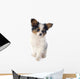 Papillon Puppy 
