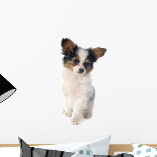 Papillon Puppy 