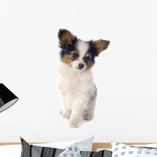 Papillon Puppy 